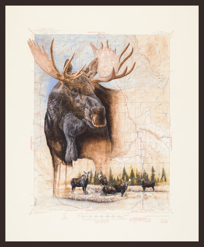 topographic map painting of a bull moose on a Colorado map by wildlife artist John Driscoll 